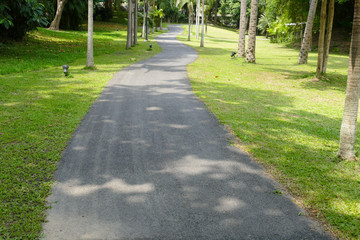 walkway and tree in the park