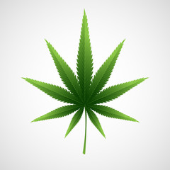 Cannabis marijuana hemp leaf. Vector illustration