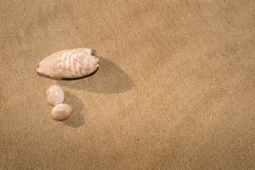 Sea shells with sand as a background
