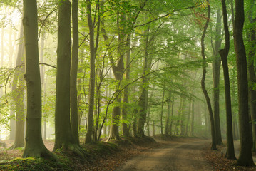 Obraz premium Lane drzew w mglisty poranek wczesną jesienią.