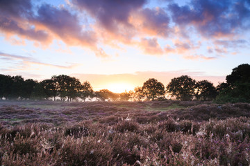 Sunrise over Dutch heath landscape with flowering heather and spiderwebs. Drenthe, the Netherlands.