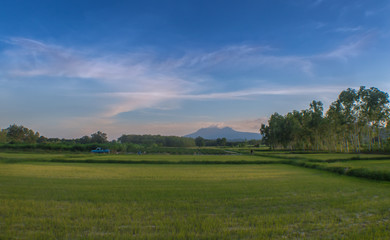Fototapeta premium rice farm and mountains