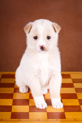 Fototapeta premium purebred puppy