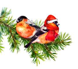 Two bullfinch birds in winter clothes on chrismast tree