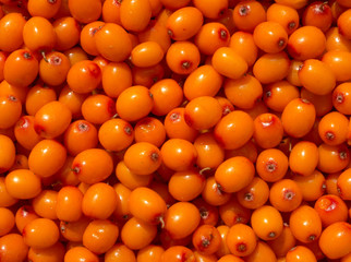 Background of sea buckthorn berryes.