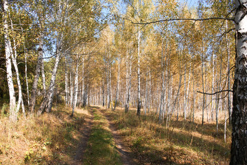 Autumn forest landscape with birch trees and roads.
