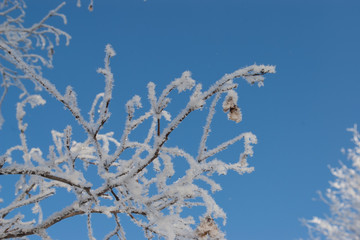 Branch covered with frost against a blue sky.