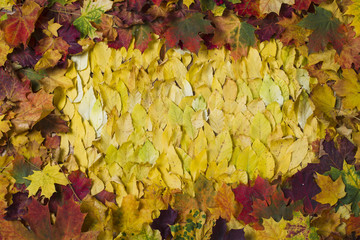 Autumn foliage