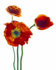 Obraz premium Mohnblumen