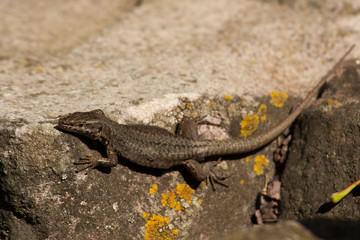Lizard in autuimn sun