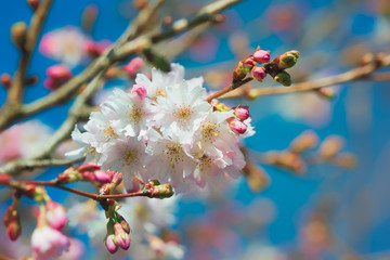 Spring