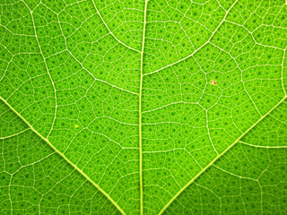Obraz premium Closeup of green leaf pattern