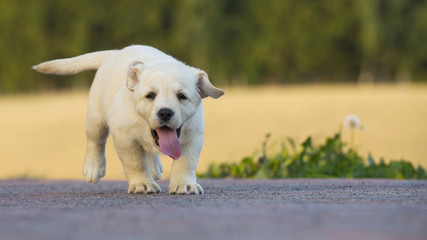 Yellow Labrador puppy male 