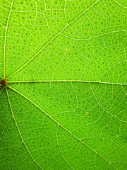 Closeup of green leaf pattern
