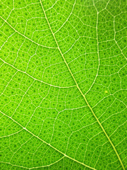 Closeup of green leaf pattern