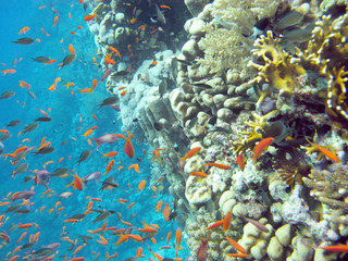 colorful coral reef in tropical sea in tropical sea, underwater