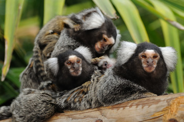 Marmoset family - A small group of marmosets with babies