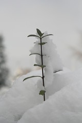 Top with leaves covered in snow