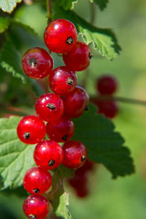 red currant on a branch