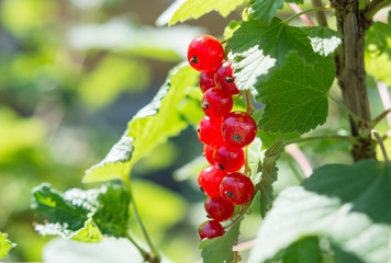 red currant on a branch