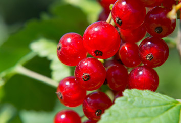 red currant on a branch