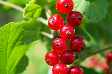 red currant on a branch