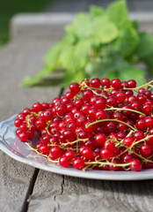 red currant on plate