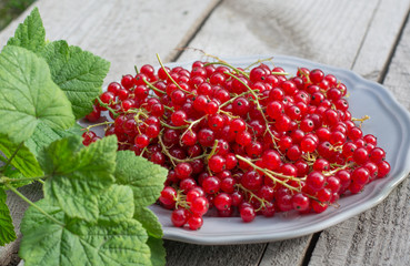 red currant on plate