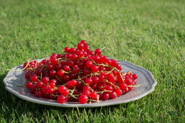 red currant on a gray plate in the grass