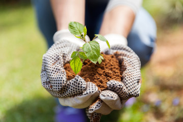hands in gloves with soil and a plant - 92662406