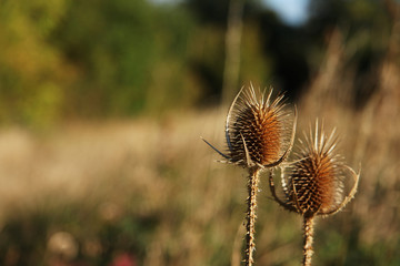 Dry thistle