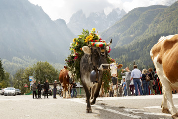 Falcade, Belluno, Italy - September 26, 2015: Se Desmonteghea a great party in Falcade for the livestock returning from the highland pastures
 - obrazy, fototapety, plakaty