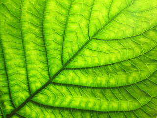 closeup pattern of green leaves