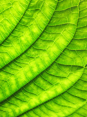 closeup pattern of green leaves