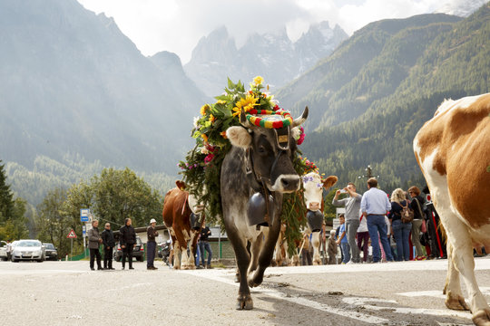 Falcade, Belluno, Italy - September 26, 2015: Se Desmonteghea a great party in Falcade for the livestock returning from the highland pastures
