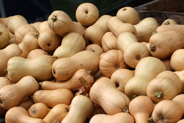 Pumpkins / Multicolored decorative pumpkins on autumn festival
