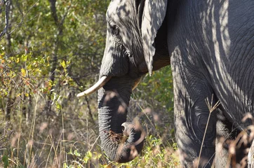 Fototapeten Elefant © marcelgroen