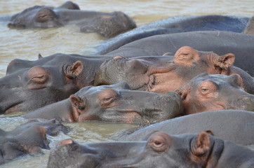 grote groep nijlpaarden, hippos