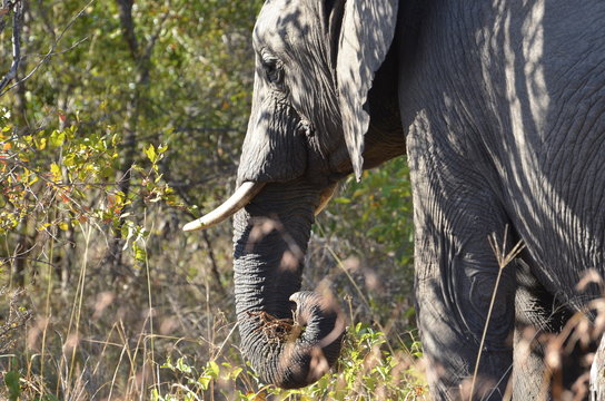 olifant