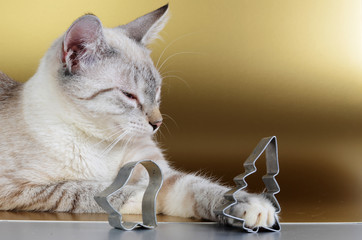 kitten and christmas cookie cutters
