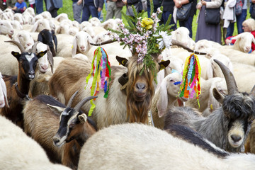 Falcade, Belluno, Italy - September 26, 2015: Se Desmonteghea a great party in Falcade for the...