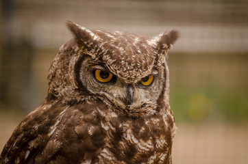 Angry long-eared owl
