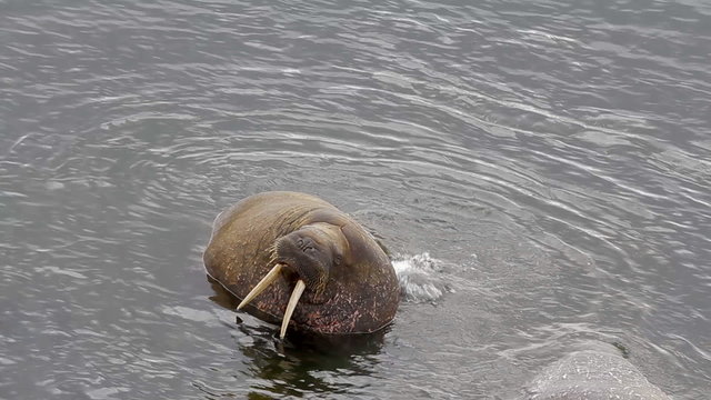 Two Atlantic walrus in state of mating. Barents sea
