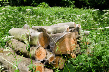 Bird-cherry ermine, Yponomeuta evonymella