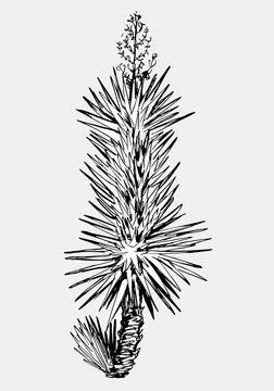 Hand drawn black and white single palm tree