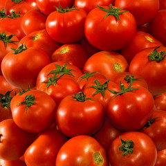  many ripe tomatoes