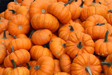 Pumpkins / Multicolored decorative pumpkins on autumn festival