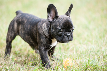 French bulldog puppy playing with ball  on the grass