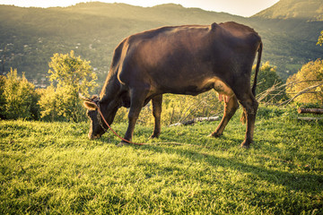 Cow on Mountain Pasture