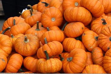 Pumpkins / Multicolored decorative pumpkins on autumn festival